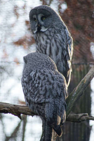 Tawny vultureの写真素材