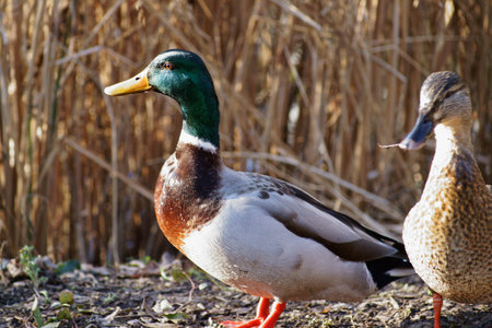 Drake and duck