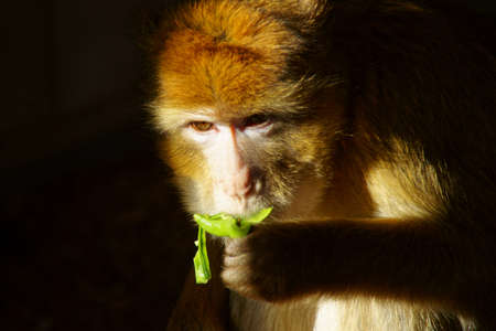 macaque magotの写真素材