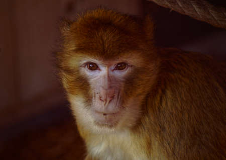 macaque magotの写真素材