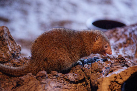 Slender mongoose-Class  mammal Order  carnivores  Carnivora  Family  Mongoose  Herpestidae 