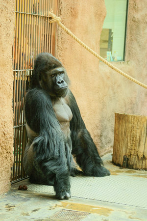 Lowland gorilla