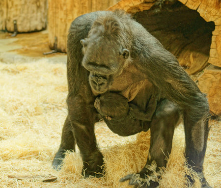 Lowland gorilla
