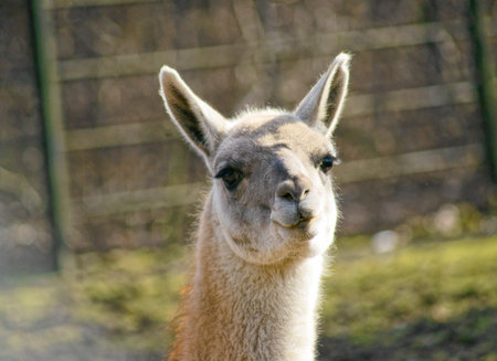 guanaco