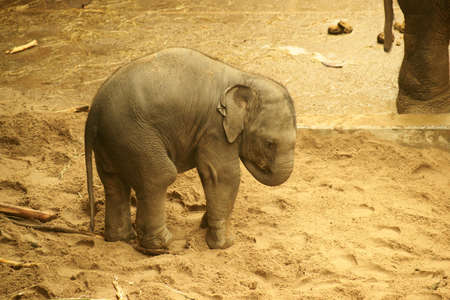 The baby elephant の写真素材