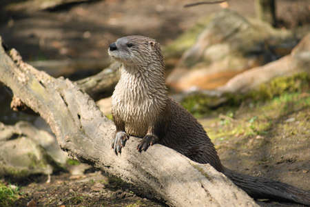 otter の写真素材