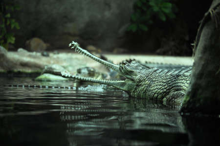 Gavial Indian- Gavialis gangeticus の写真素材