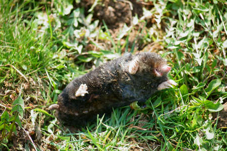 Spring in the garden dendrologic in Pruhoniceの写真素材