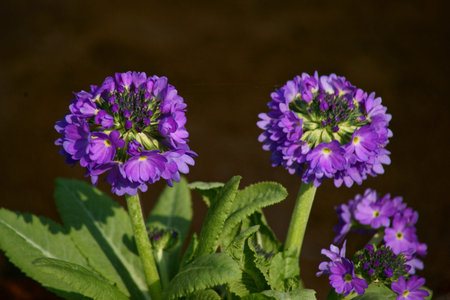 Spring in the garden dendrologic in Pruhoniceの写真素材