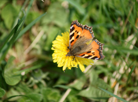 Spring in the garden dendrologic in Pruhoniceの写真素材