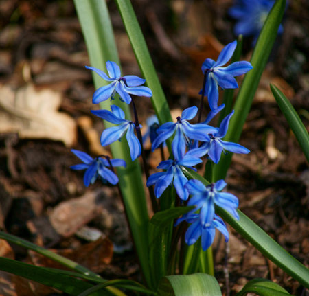 Spring in the garden dendrologic in Pruhonice