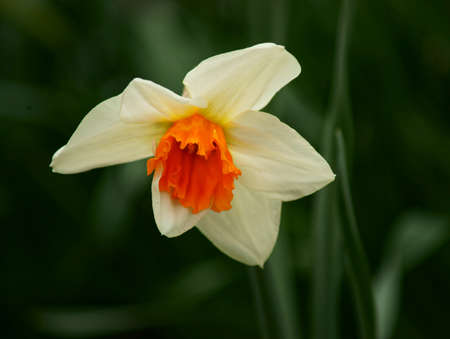 Spring in the garden dendrologic in Pruhoniceの写真素材