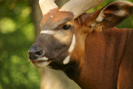 bongo  Tragelaphus Euryceros  artiodactyl,の写真素材