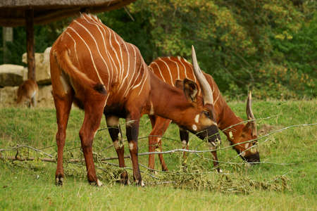 bongo  Tragelaphus Euryceros  artiodactyl,の写真素材