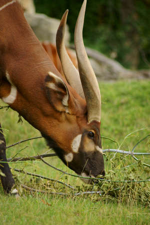 bongo  Tragelaphus Euryceros  artiodactyl,の写真素材