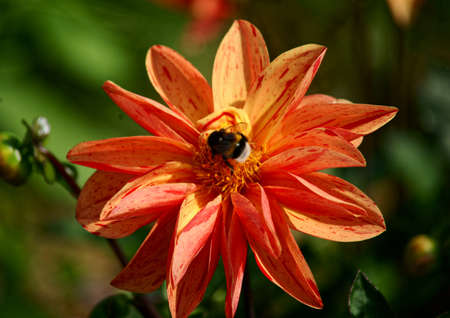 The exhibition dahlias in the garden dendrologic in Pruhoniceの写真素材