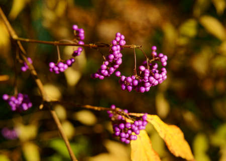 pictures of autumn walks in the parkの写真素材