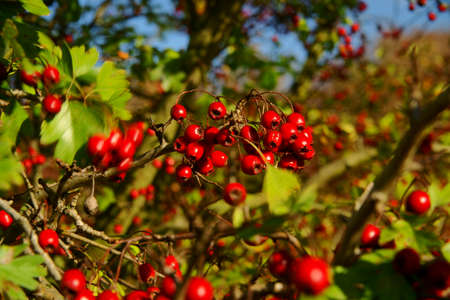 pictures of autumn walks in the parkの写真素材