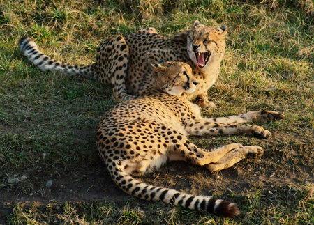 Cheetah  Acinonyx jubatus , class  mammals, Order  Carnivores, Family  Catsの写真素材