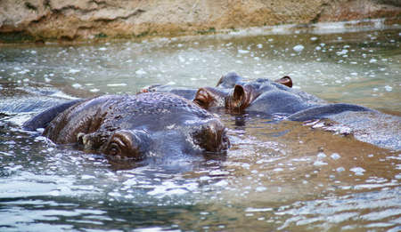 Class  Mammals, Order  Artiodactyla, Family   Hippopotamusの写真素材