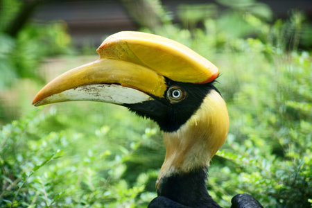 Hornbillの写真素材
