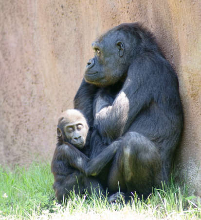 Lowland gorillaの写真素材