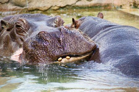 Class  Mammals, Order  Artiodactyla, Family   Hippopotamusの写真素材