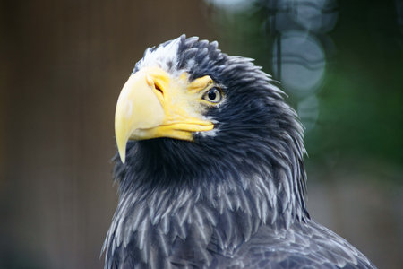 Eastern eagleの写真素材
