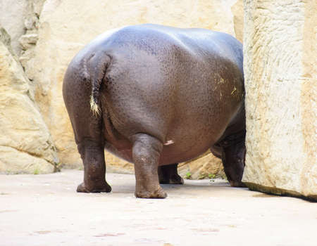 Class  Mammals, Order  Artiodactyla, Family   Hippopotamusの写真素材
