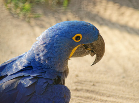 parrot - Hyacinth Macaw (Anodorhynchus hyacinthinus)の写真素材