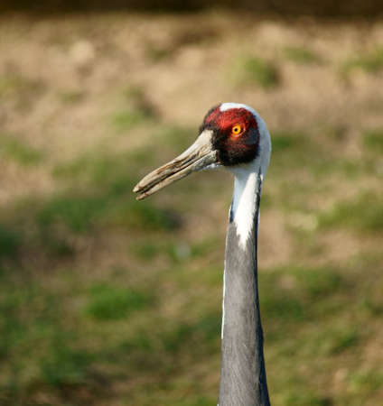 Crane Grus-vipio-Class  Birds, Order  Rails, Familyの写真素材