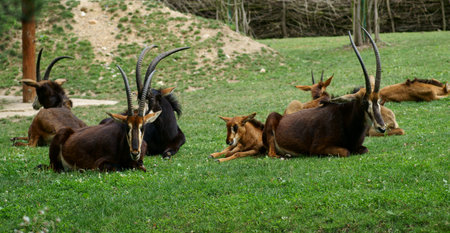 Antelope crows (hippotragus NIGER)の写真素材