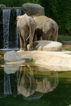 Asian elephant (Elephas maximus)の写真素材