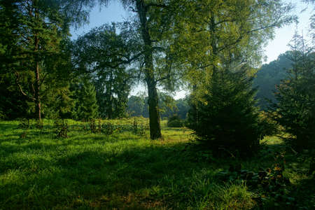 Silent morning in the parkの写真素材