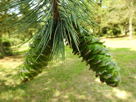 conesの写真素材