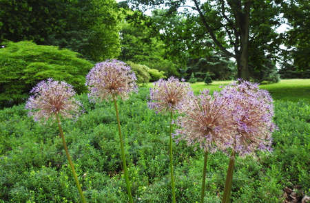 Ornamental garlicの写真素材
