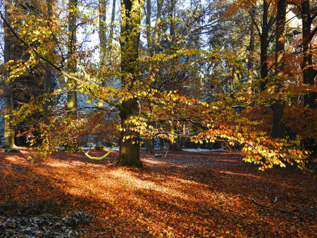 Autumn in the parkの写真素材
