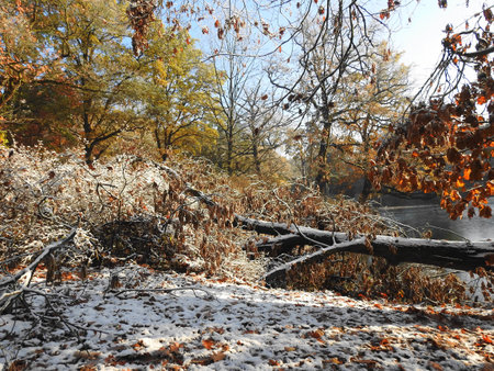 Autumn in the park