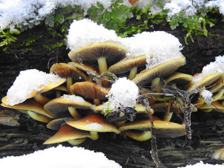 Muschroomsの写真素材