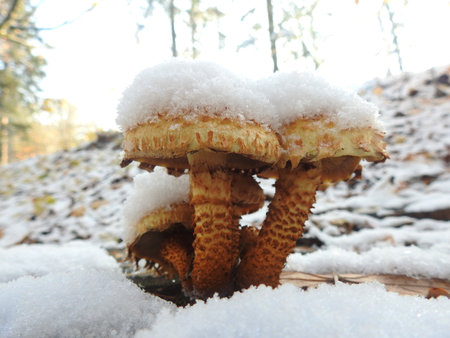 Mushrooms with snow cap The first snow