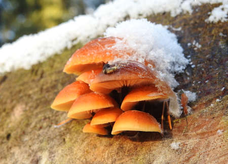 Mushrooms with snow cap The first snowの写真素材