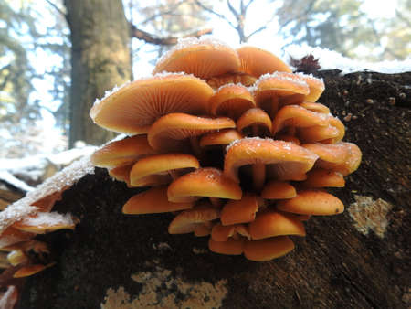 Mushrooms with snow cap The first snowの写真素材
