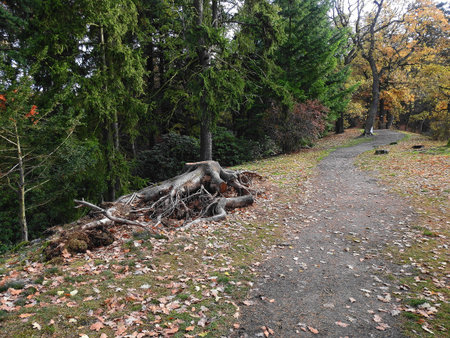 Autumn in the park