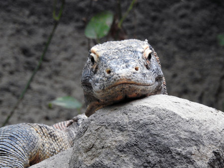 komodo dragonの写真素材