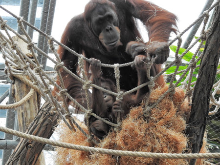 orang-utanの写真素材