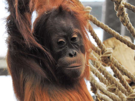 orang-utanの写真素材