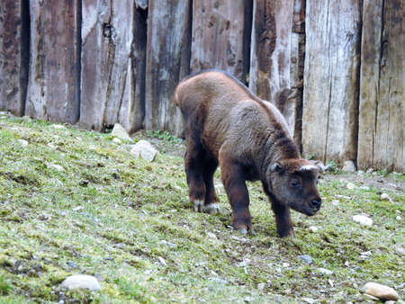 Takin INDIA (Budorcas taxicolor)の写真素材