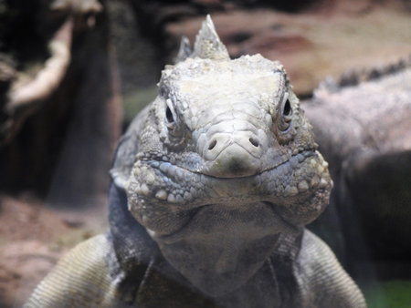 iguana
