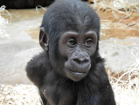 gorillaの写真素材