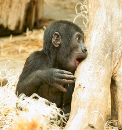gorilla